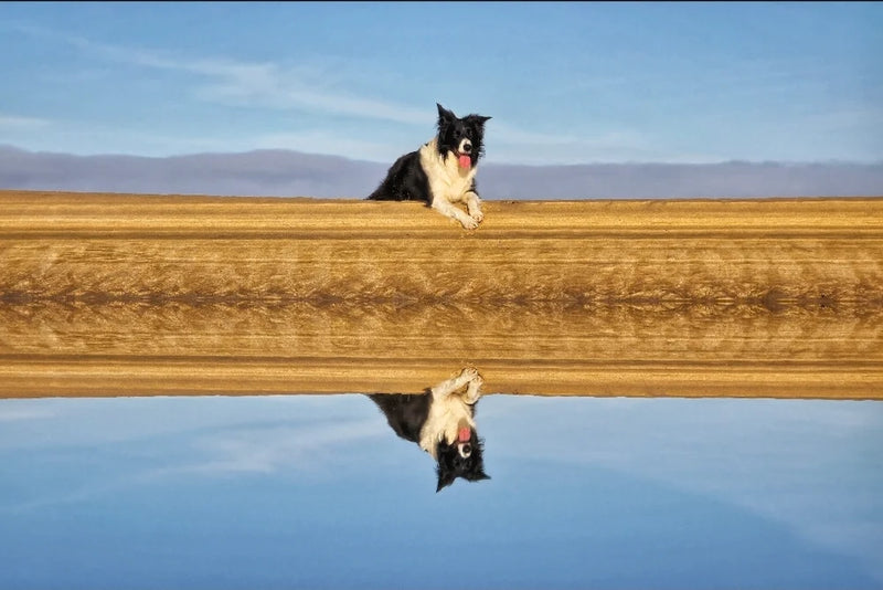 Féilire 2026 - Iggy & Frida's World Tour of Ireland