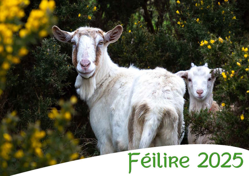 Féilire 2025