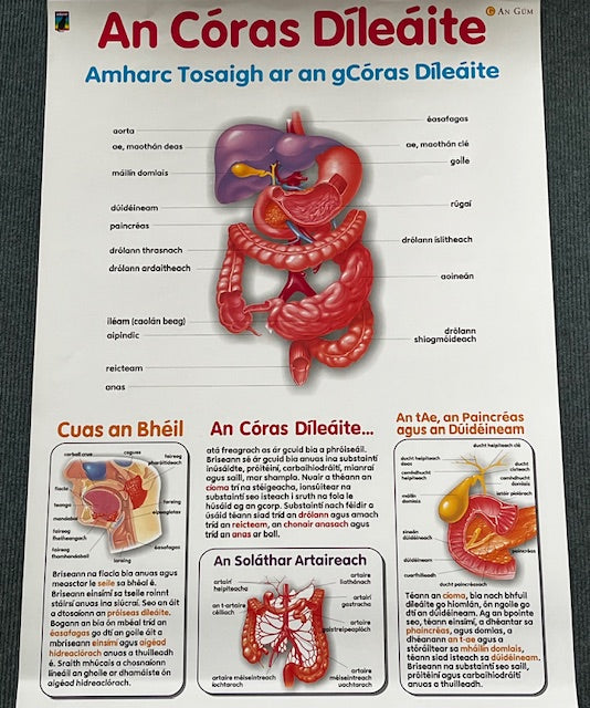 An Córas Díleáite / The Digestive System - Póstaer