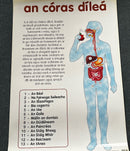 An Córas Díleá / The Digestive System - Póstaer