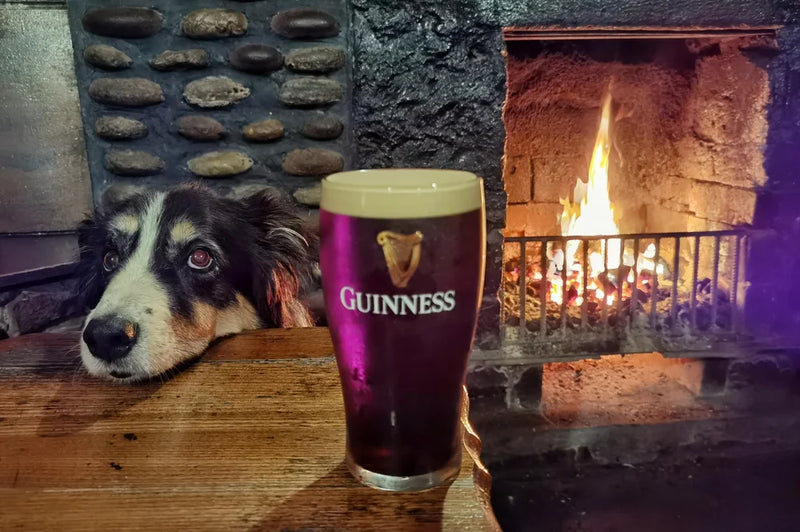 Féilire 2026 - Iggy & Frida's World Tour of Ireland