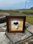 Caora ag Cniotáil - Fráma Donn