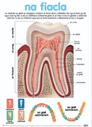 Na Fiacla / Teeth - Póstaer