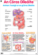 An Córas Díleáite / The Digestive System - Póstaer