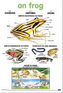 An Frog -  The Lifecycle of the Frog - Póstaer