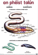 An Phéist Talún / The Earthworm - Póstaer