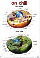 An Chill / Cells - Póstaer