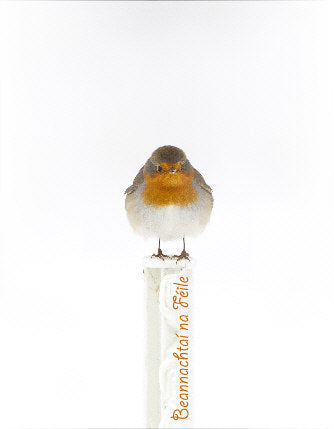 Cártaí Nollag / Christmas Cards Pack - Spideog/Robin