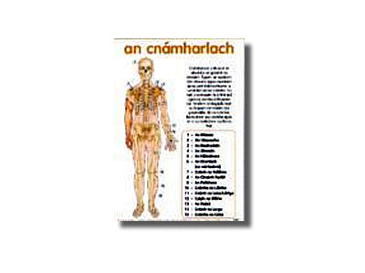 Sraith Póstaer do Bhunscoileanna  - An Cnámharlach / The Skeleton