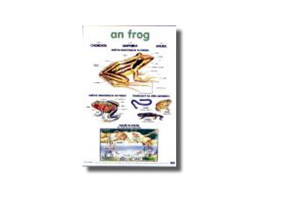 Sraith Póstaer do Bhunscoileanna  An Frog -  The Lifecycle of the Frog