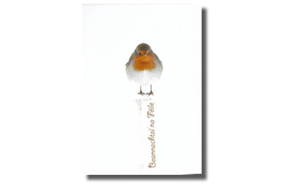 Cártaí Nollag / Christmas Cards Pack - Spideog/Robin