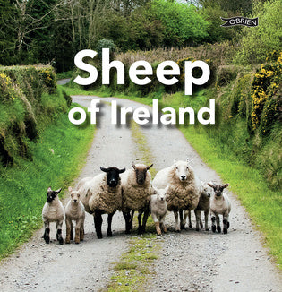 Sheep Of Ireland